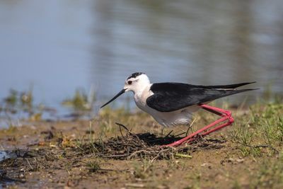 Cavaliere d'Italia (Himantopus himantopus) - Black-winged Stilt