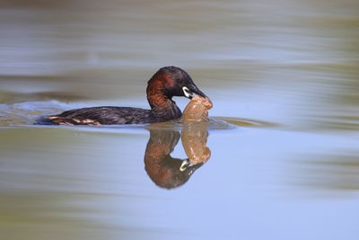 Tuffetto (Tachybaptus ruficollis) - Little Grebe