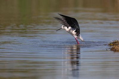 Cavaliere d'Italia (Himantopus himantopus) - Black-winged Stilt