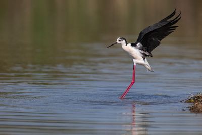 Cavaliere d'Italia (Himantopus himantopus) - Black-winged Stilt