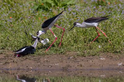 Cavaliere d'Italia (Himantopus himantopus) - Black-winged Stilt