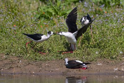 Cavaliere d'Italia (Himantopus himantopus) - Black-winged Stilt