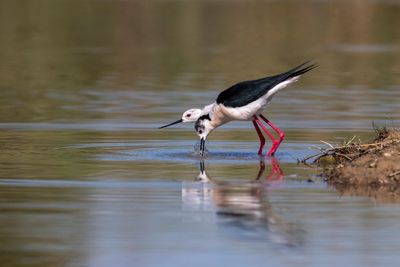Cavaliere d'Italia (Himantopus himantopus) - Black-winged Stilt