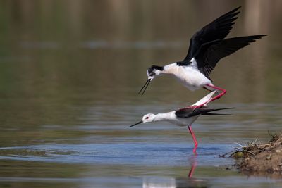 Cavaliere d'Italia (Himantopus himantopus) - Black-winged Stilt