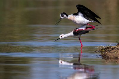 Cavaliere d'Italia (Himantopus himantopus) - Black-winged Stilt