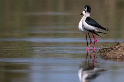 Cavaliere d'Italia (Himantopus himantopus) - Black-winged Stilt