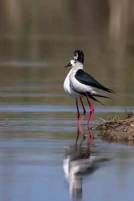 Cavaliere d'Italia (Himantopus himantopus) - Black-winged Stilt