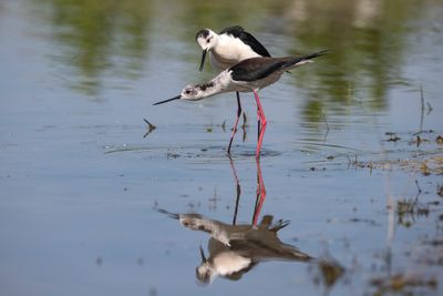 Cavaliere d'Italia (Himantopus himantopus) - Black-winged Stilt