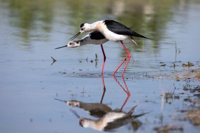 Cavaliere d'Italia (Himantopus himantopus) - Black-winged Stilt