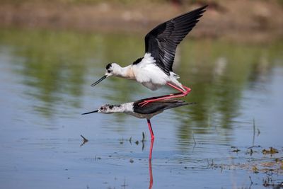 Cavaliere d'Italia (Himantopus himantopus) - Black-winged Stilt