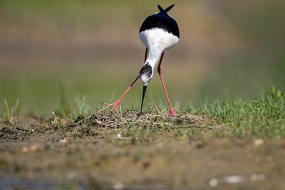 Cavaliere d'Italia (Himantopus himantopus) - Black-winged Stilt