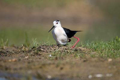 Cavaliere d' Italia (Black-winged stilt)