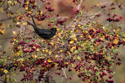 Merlo (Turdus merula) - Blackbird