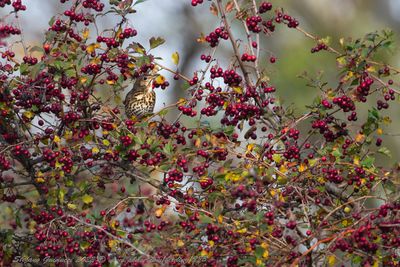 Tordo bottaccio (Turdus philomelos) - Song Thrush