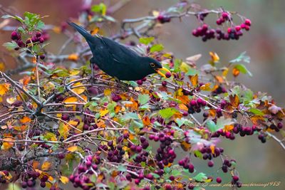 Merlo (Turdus merula) - Blackbird