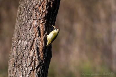 Picchio verde (Picus viridis) - Green Woodpecker