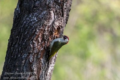 Picchio verde (Picus viridis) - Green Woodpecker