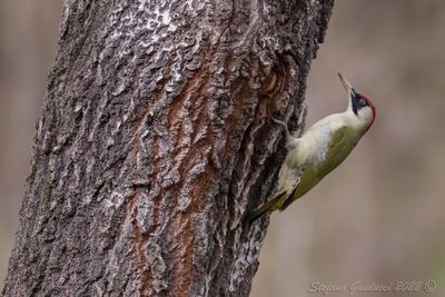 Picchio verde (Picus viridis) - Green Woodpecker