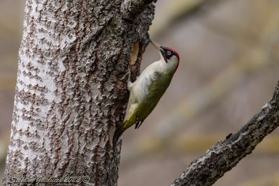 Picchio verde (Picus viridis) - Green Woodpecker