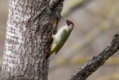 Picchio verde (Picus viridis) - Green Woodpecker