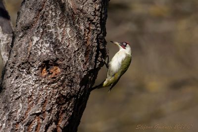 Picchio verde (Picus viridis) - Green Woodpecker