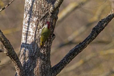 Picchio verde (Picus viridis) - Green Woodpecker