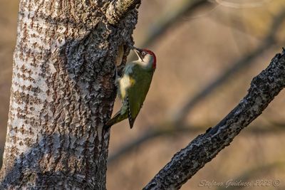 Picchio verde (Picus viridis) - Green Woodpecker