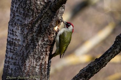 Picchio verde (Picus viridis) - Green Woodpecker