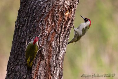 Picchio verde (Picus viridis) - Green Woodpecker