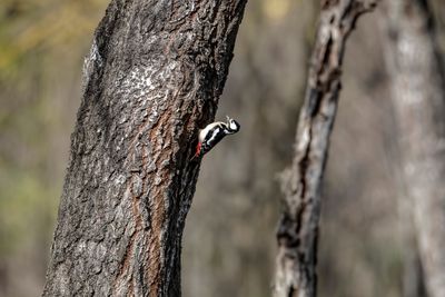 Picchio rosso maggiore (Dendrocopos major) - Great Spotted Woodpecker