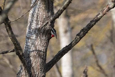 Picchio rosso maggiore (Dendrocopos major) - Great Spotted Woodpecker