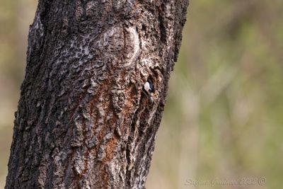 Picchio rosso maggiore (Dendrocopos major) - Great Spotted Woodpecker