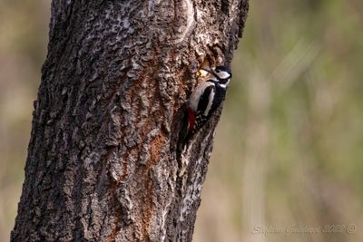 Picchio rosso maggiore (Dendrocopos major) - Great Spotted Woodpecker