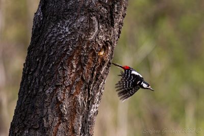 Picchio rosso maggiore (Dendrocopos major) - Great Spotted Woodpecker