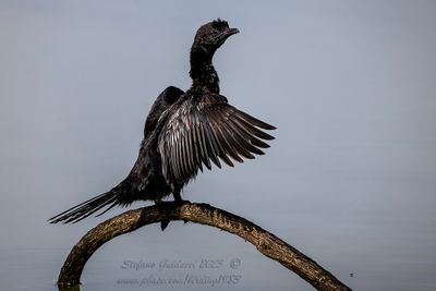 Marangone minore (Phalacrocorax pygmaeus - Pygmy Cormorant