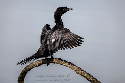 Marangone minore (Phalacrocorax pygmaeus - Pygmy Cormorant