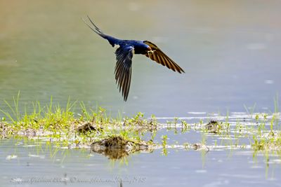 Rondine (Hirundo rustica) - Barn Swallow