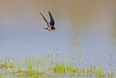 Rondine (Hirundo rustica) - Barn Swallow