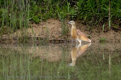 Sgarza ciuffetto (Ardeola ralloides) - Squacco Heron