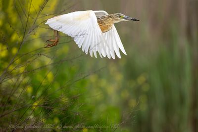 Sgarza ciuffetto (Ardeola ralloides) - Squacco Heron