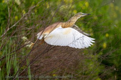 Sgarza ciuffetto (Ardeola ralloides) - Squacco Heron