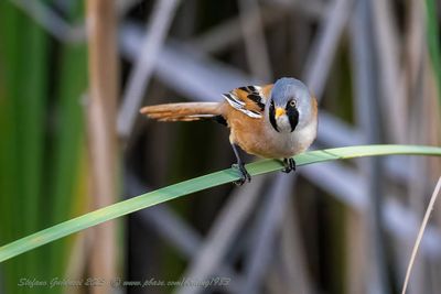 Basettino ♂ (Panurus biarmicus) - Bearded reedling