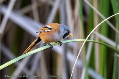 Basettino ♂ (Panurus biarmicus) - Bearded reedling
