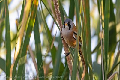 Basettino ♂ (Panurus biarmicus) - Bearded reedling