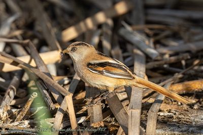 Basettino juv. (Panurus biarmicus) - Bearded reedling