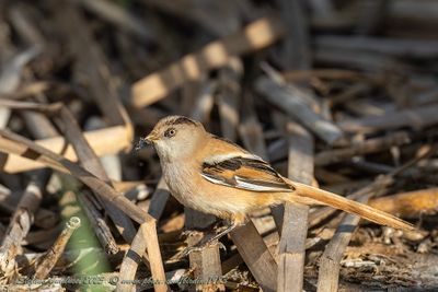 Basettino juv. (Panurus biarmicus) - Bearded reedling