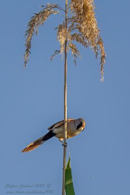 Basettino ♂ (Panurus biarmicus) - Bearded reedling