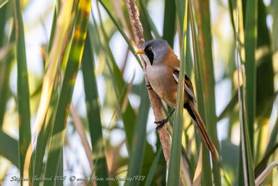 Basettino ♂ (Panurus biarmicus) - Bearded reedling