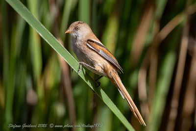 Basettino juv. (Panurus biarmicus) - Bearded reedling