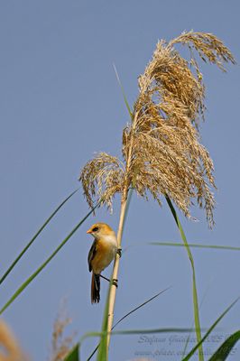 Basettino juv. (Panurus biarmicus) - Bearded reedling